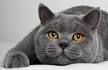 British Shorthair - Price, Personality, Lifespan