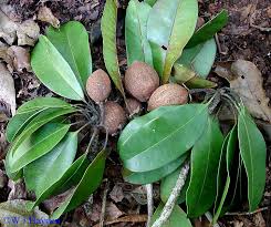 Image result for Manilkara zapota