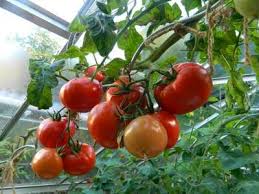 Saint Pierre Tomato Vegetables Food