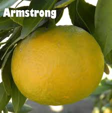 Check spelling or type a new query. Armstrong Satsuma Mandarin