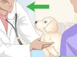 3 Ways To Treat Focal Seizures In Dogs Wikihow