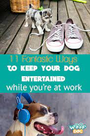 Ensure your dog has plenty of toys to occupy themselves. 11 Fantastic Ways To Keep Your Dog Entertained While You Are At Work Woof Dog