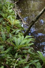 Image result for Blechnum punctulatum