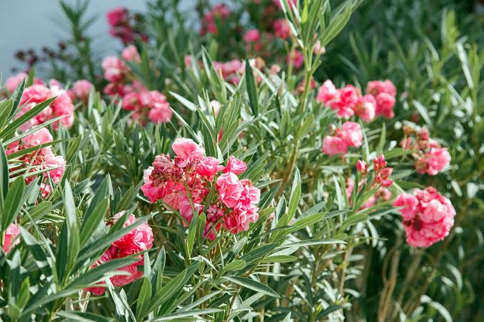 The Deadliest Flower in the World Explained