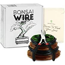 More than 189 japanese maple tree bonsai at pleasant prices up to 18 usd fast and free worldwide shipping! Buy Bonsai Tools Online In Philippines At Best Prices