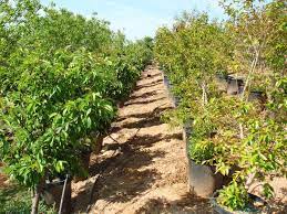 Maybe you would like to learn more about one of these? Our Inventory California Tropical Fruit Tree Nursery
