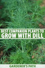 There is also a science behind the accompanying planting of herbs in the garden, and many of these herbs are useful for plants such as tomatoes, cucumbers, peppers, onions, tomatoes and peppers. The Best Companion Plants For Dill Gardener S Path