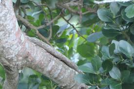 Image result for Pterocelastrus