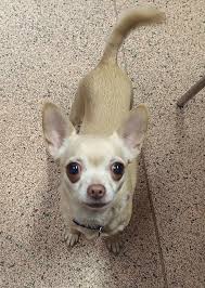 Lady has joined us in foster care. She's not available for adoption just  yet. Once she's assessed and vet checked her details will be