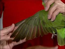 Kaytee Wing Clipping Pet Birds Conure Parrots Bird Feathers