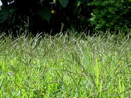 Image result for Paspalum