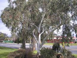 It still has the small rounded leaves as i cut it to 6ft every year. Eucalyptus Little Snowman Austraflora
