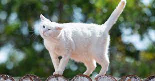 Head Shaking In Cats Pdsa