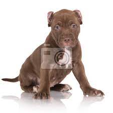 Nackenfalte wie ein pitbull welpe. American Pit Bull Welpen Portrat Leinwandbilder Bilder Staffordshire Pitbull Schone Myloview De