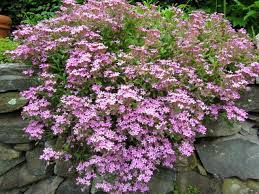 The colors of the soapwort flowers vary from whitish pink to rose and are approximately one inch in width. Soapwort Saponaria Ocymoides Premier Seeds Direct