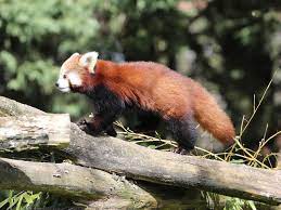 Également nommé petit panda, le panda roux revêt un pelage qui lui vaut le surnom de renard de feu en en 2014, 30 parcs zoologiques européens, dont le zooparc de beauval via son association. Panda Roux Zooparc De Beauval