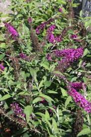Jan 24, 2015 · the burning bush is one of the most colorful shrubs out there. When To Prune Butterfly Bushes Horticulture