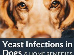A symptom of mange which causes patchy hair loss on head and face. How To Stop Hair Loss And Itching In Dogs From Yeast Overgrowth Pethelpful