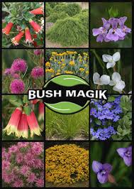 It flowers throughout the warmer months of the year. Home Australian Native Plants Wholesale Nursery Bushland Flora