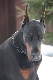 pin on doberman