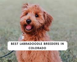 Home raised with loving family. 6 Best Labradoodle Breeders In Colorado 2021 We Love Doodles