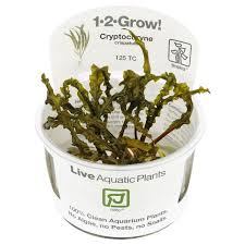 Scandens lagenandra meeboldii limnophila aromatica 'mini green' ludwigia palustris super red ludwigia sphaerocarpa micranthemum tweediei 'monte. Cryptocoryne Crispatula Var Balansae 1 2 Grow Aquasabi Aquaristik Shop