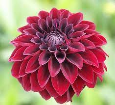 10 Perennial Examples For Your Garden Dahlia Flower Growing Dahlias Flowers