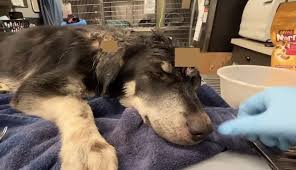 Puppy Found Crying in Pain Now 'So Grateful to Be Touched' After Rescue