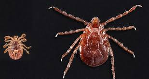 Along with mites, they constitute the subclass acari. What You Need To Know About Asian Longhorned Ticks A New Tick In The United States Ticks Cdc