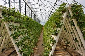 Time To Rethink Hydroponics In A Time When Pandemic Climate Change By Russ Grayson Permaculture Journal Medium
