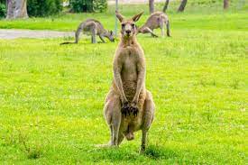 Browse through collections of adorable boxing kangaroos on alibaba.com to find the ideal gift. The Ultimate Guide To Kangaroo Boxing And Fighting Lucky Kangaroos