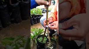 Sep 05, 2017 · cantuman mata tunas durian 1. Tips Memilih Entres Durian Yg Benar