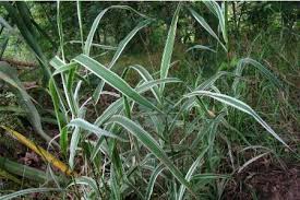 Image result for Leptochloa coerulescens
