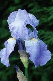 Sarah Raven Iris Garden Evergreen Flowers Light Blue Flowers