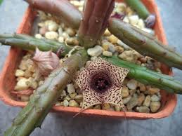 Image result for Huernia volkartii