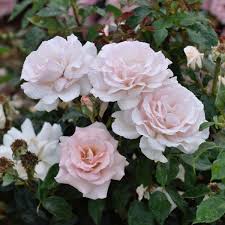 White is the color most associated with cleanliness. Tehybridros A Whiter Shade Of Pale Peafanfare 4 Liter 20 40 Cm Mps