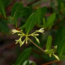 Image result for Cryptolepis