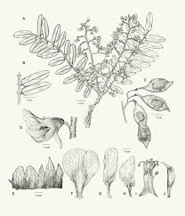 Image result for Dalbergia bracteolata