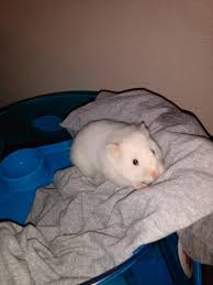 These pups are very well socialised, and have been handled from 2 weeks old. Syrian Hamster Rodents For Sale Everett Wa 310238
