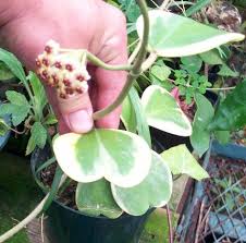 Variegated Heart Leaf Wax Flower Porcelain Flower Hoya Kerrii Http Almostedenplants Com Shopping Images Full Hoya Plants Indoor Flowering Plants Wax Flowers
