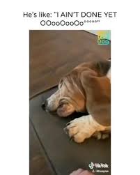 I Ain T Done Yet Video In 2020 Funny Dogs Funny Animal Videos Super Cute Animals