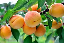 Les Varietes D Abricotier Abricotier Arbre Fruitier Porte Greffe