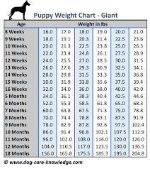 Puppy Weight Chart This Is How Big Your Dog Will Be