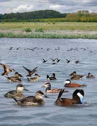 file ruddy duck from the crossley id guide britain and