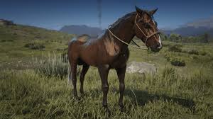 Horses in rdr 2 are nothing but your constant companion in the game and make it easier for you to achieve your mission at the earliest. Red Dead Redemption 2 Wild Horse Breeds Locations Guide Rdr2 Org