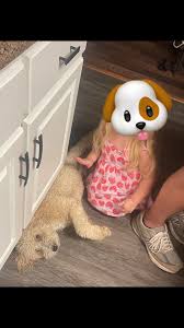 Missing Mini Doodle: Broxton Ga. Reward offered!