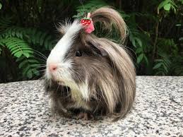 Pin On Guinea Pigs
