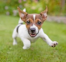 They will be well socialized with people and. Puppy Vaccinations When To Get Them And Why Petsmart