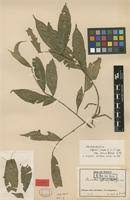 Image result for Rhabdophyllum affine