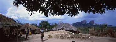 Image result for Commiphora fulvotomentosa